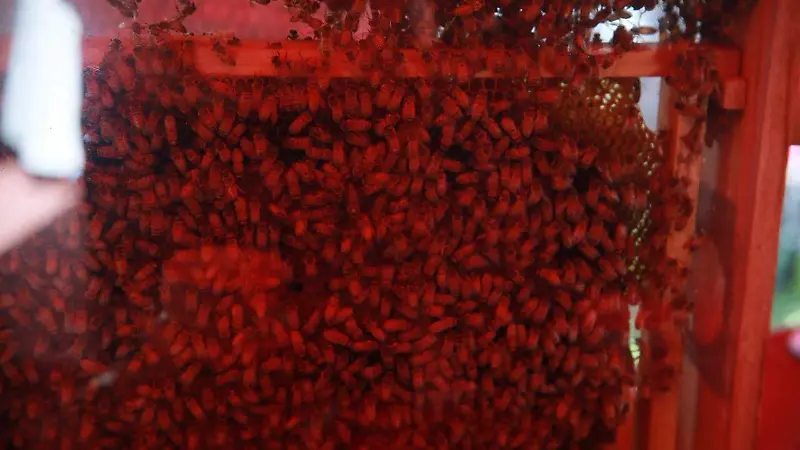 Abejas - Miel 